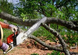Reliable Mill Hall, PA Tree Care Solutions