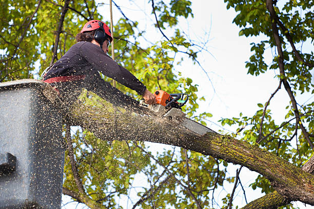 How Our Tree Care Process Works  in  Mill Hall, PA