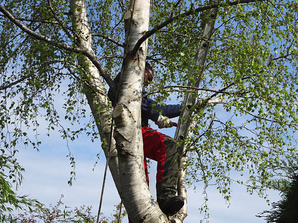 Best Tree Disease Treatment  in Mill Hall, PA
